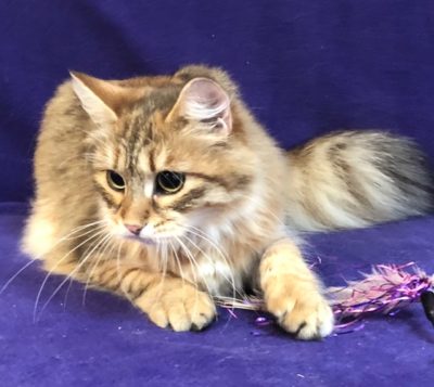 Charlotte, she is a stunning gold shaded Siberian